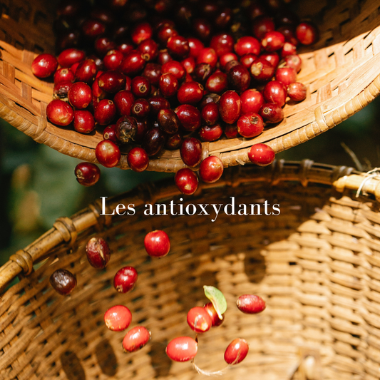 Les antioxydants